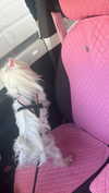_l1loo Altpins Profile Picture