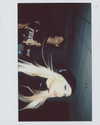 xtina Altpins Profile Picture