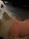 lilly.chann_ Altpins Profile Picture