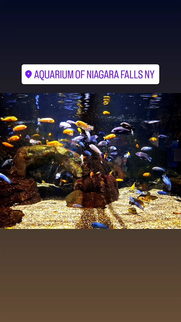 mirekyarahire instagram image archive image
