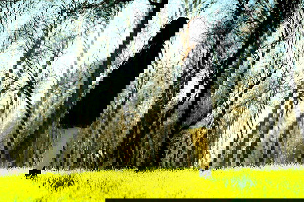 vvvierness vvvierness archive image