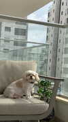 romitalblt Altpins Profile Picture