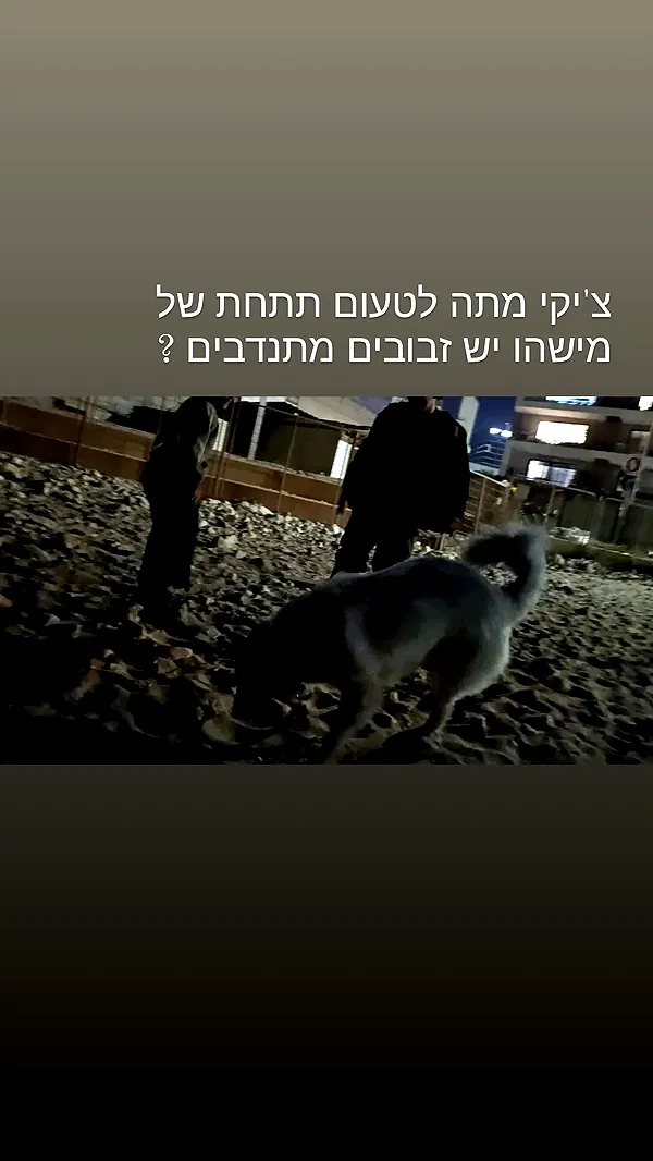 moonyyyya moonyyyya archive image