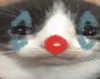 purin4a Altpins Profile Picture