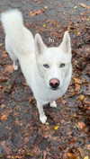 lollinski Altpins Profile Picture