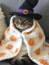 milkiwifey Altpins Profile Picture