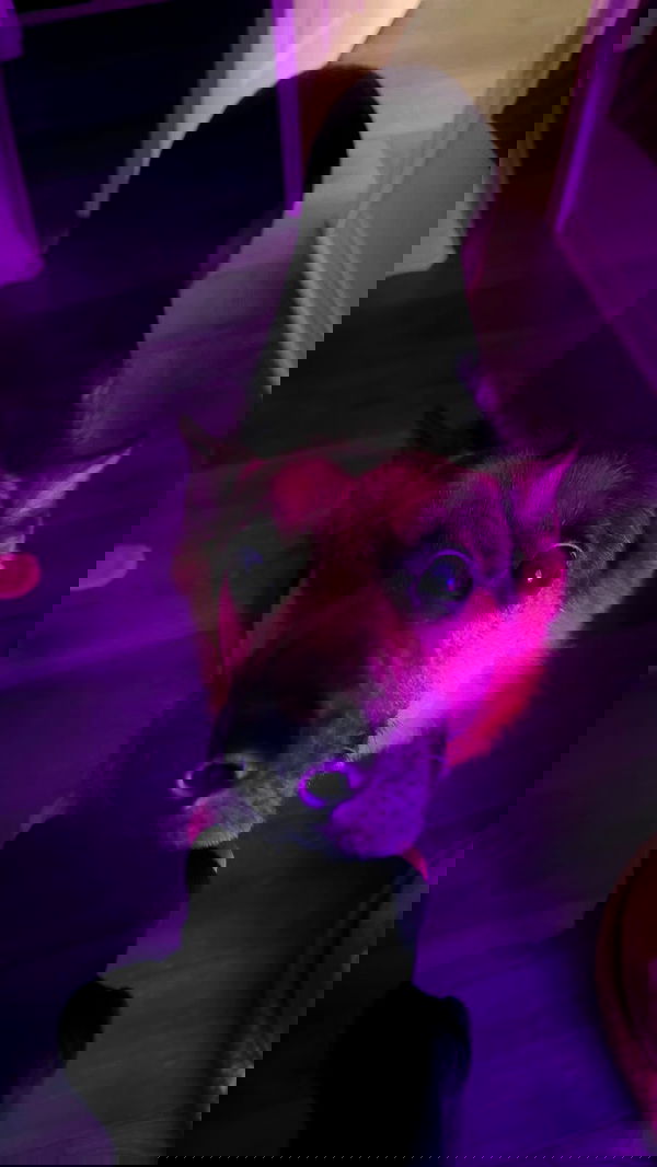 little.warren_ little.warren_ archive image