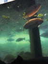 _satomort_ Altpins Profile Picture