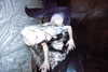 amellliiaa Altpins Profile Picture