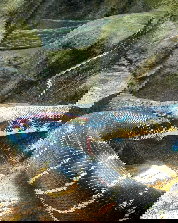 jtilb2 image ~ Altpins