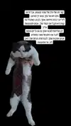 moonyyyya Altpins Profile Picture