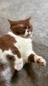amatveyko Altpins Profile Picture