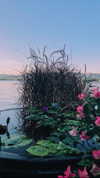 nikoleta.milenova Altpins Profile Picture
