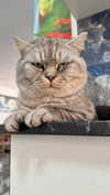 yuri.gever Altpins Profile Picture