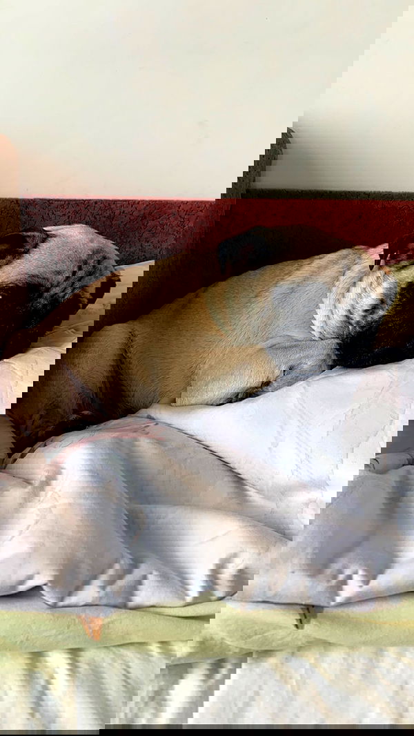 nyityam nyityam archive image