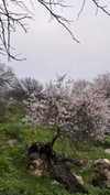 _hilaluu Altpins Profile Picture