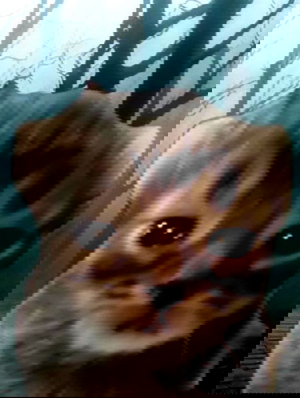 bunnirinni bunnirinni archive image