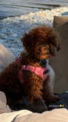 payton.r Altpins Profile Picture