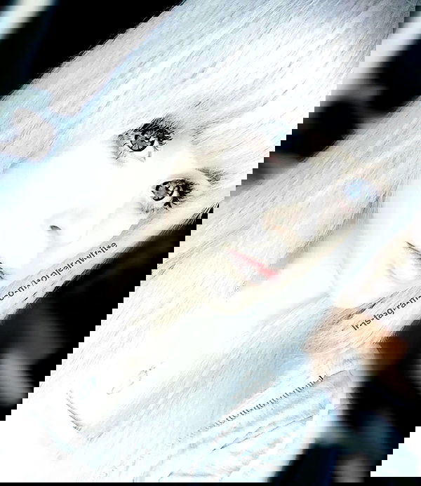 silkton image ~ Altpins