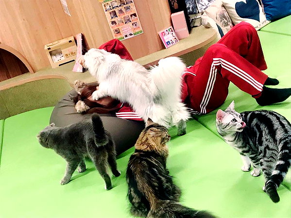 enakorin instagram image archive image