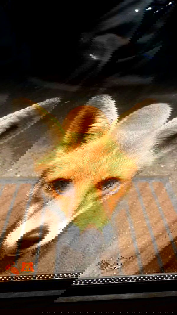 kitty.elliss kitty.elliss archive image