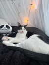 6nattynat9 Altpins Profile Picture