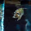 thenerdforge Altpins Profile Picture