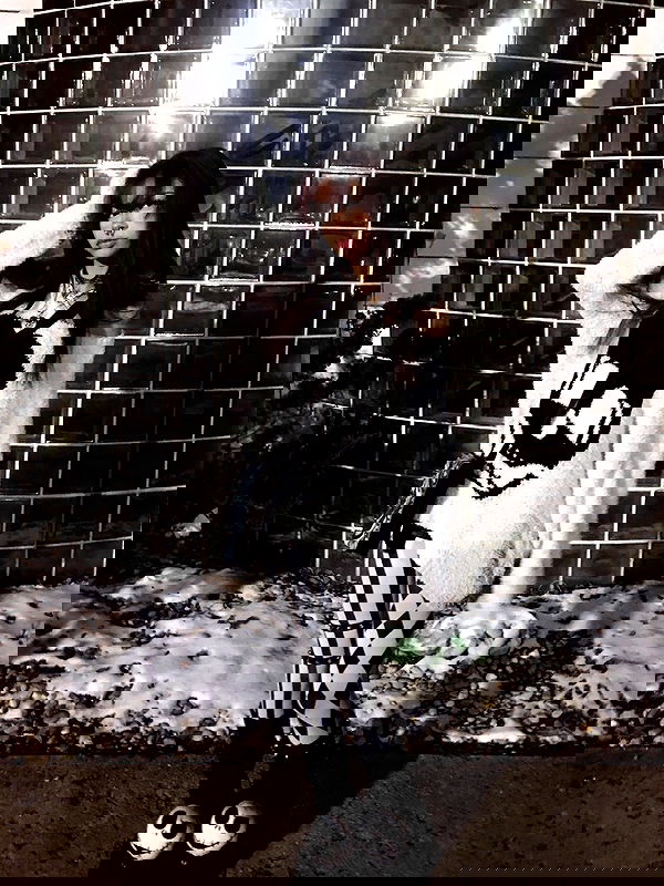 twodollie twodollie archive image