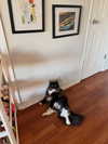 sydney_melman Altpins Profile Picture