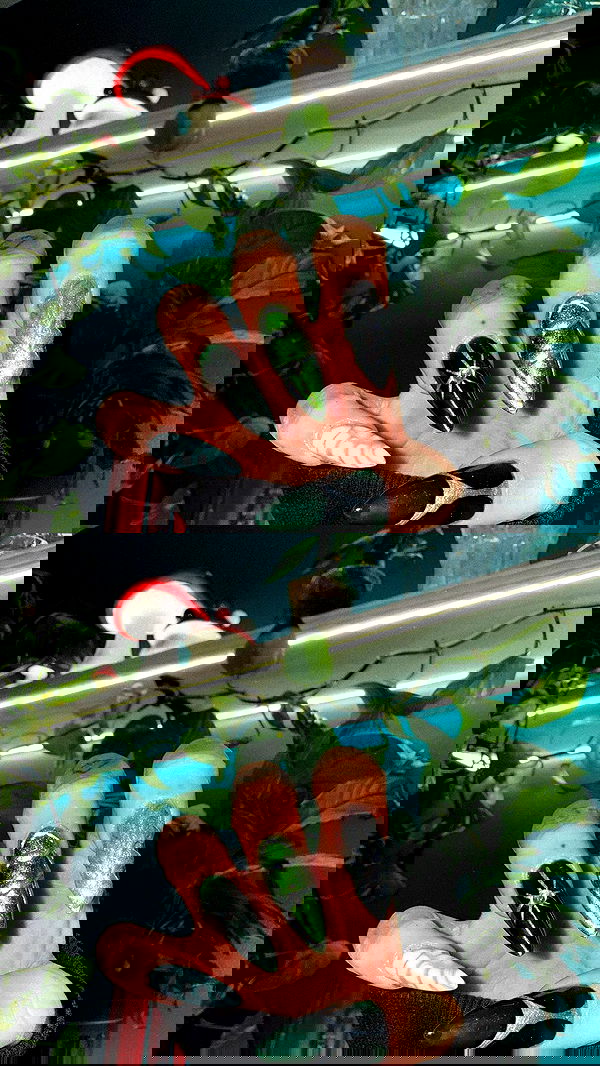 dustheadd dustheadd archive image