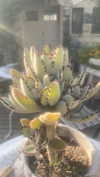 babynympho_archive Altpins Profile Picture