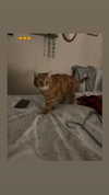 jahia_brown Altpins Profile Picture