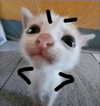 ambrzinha666 Altpins Profile Picture