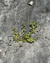 stranstviepera Altpins Profile Picture