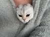 kyliejenner Altpins Profile Picture