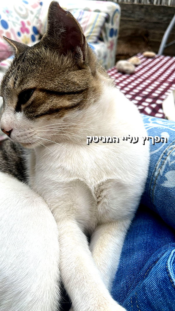 liliashaked instagram image archive image