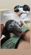 luvstuff3r Altpins Profile Picture