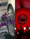 gissell_eli Altpins Profile Picture