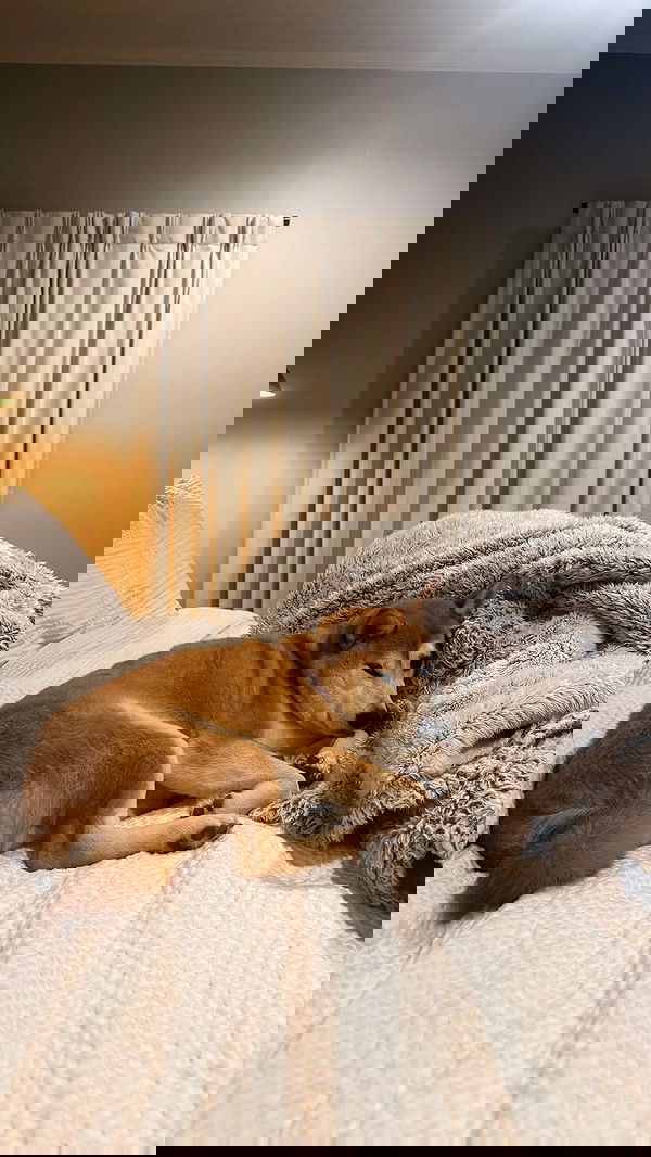 zommmbri zommmbri archive image