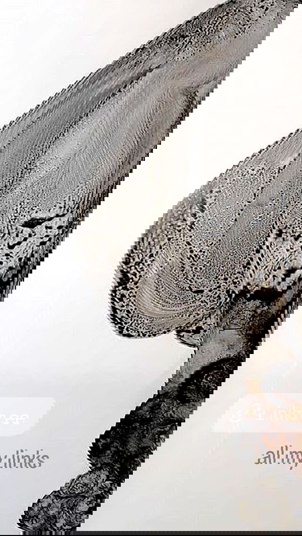 veiyul veiyul archive image