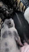 angelwithashotgunxx Altpins Profile Picture