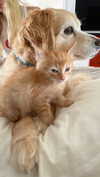 lizrrossi Altpins Profile Picture