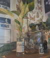 evasela__ Altpins Profile Picture