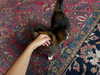 anesa.zm Altpins Profile Picture