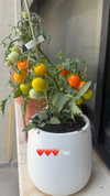 lior_lotati Altpins Profile Picture