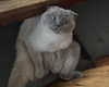 drowsylio Altpins Profile Picture