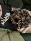 jahia_brown Altpins Profile Picture