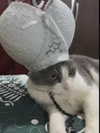 milkiwifey Altpins Profile Picture