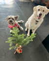 jenniferaniston Altpins Profile Picture