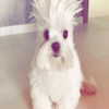 mellisachristiee Altpins Profile Picture